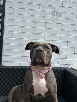 Narla - @amyandnarla-1