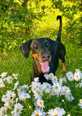 Karma - @thedobietails