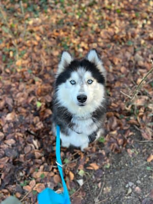 Levi - @huskytrailsandtales