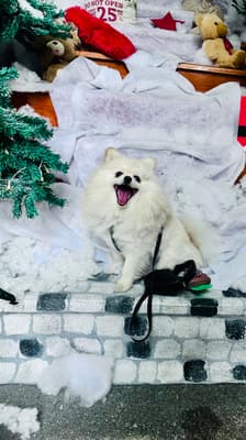 Loki - @loki_a_pomeranian