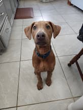 Roman - @romansdoglife
