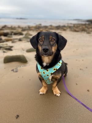 Dora - @doratherescuepup