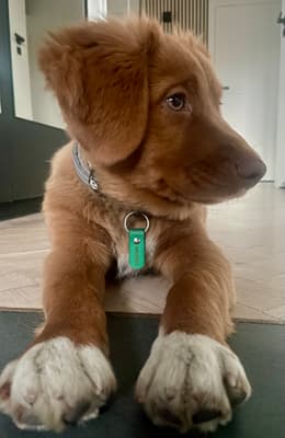 Mango - @mango-toller