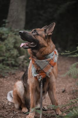 Whiskey - @whiskeyalsatian