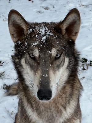 Symphony - @unlockedpetential