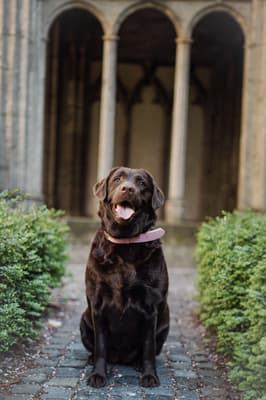 Bailey - @labraduo-baileyroxy-1