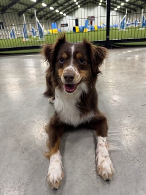 Sunny - @miniaussies-sunnyyindi