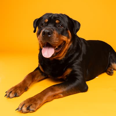 Roscoe - @roscoethe-rottweiler