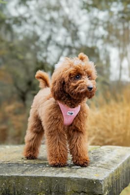 Simone - @royal_pawtners