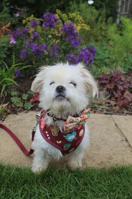 Albert - @albert.theshihtzu