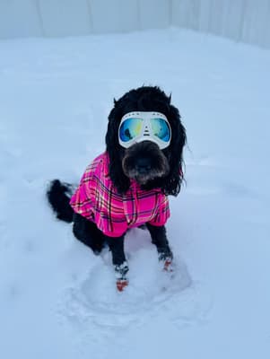 Sheeba - @sheeba.therapydog.psddog