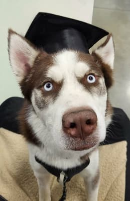 Balto - @the_dorky_husky