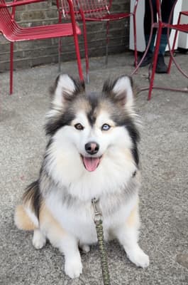 Mushroom - @mushroom.pomsky