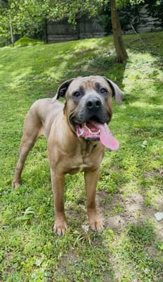 Zeus - @zeusbigdogreviews