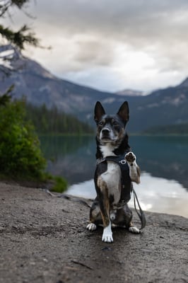 @adventuringwithmutts