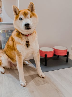 Zuko