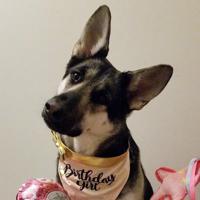 Lily the Shep & Daisy