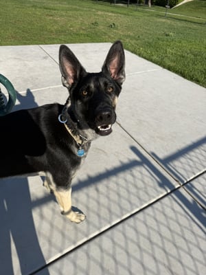 @loki_thegerman