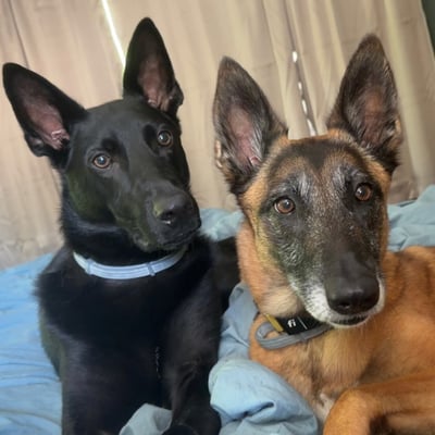@thespiritedcanines