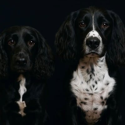 @cheekyspaniels_