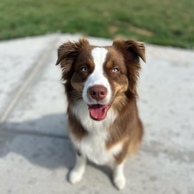 @kalitheaussie0124