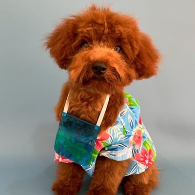 @nyrapoodle