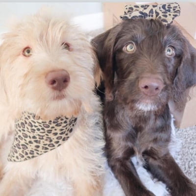 Daisy & Rosie