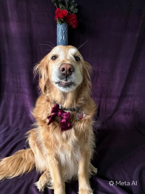 @guidedogrose