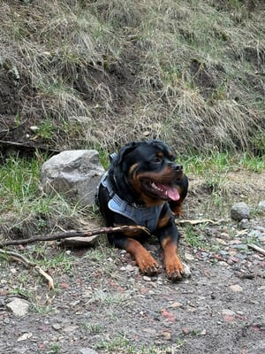 @rott_hunter