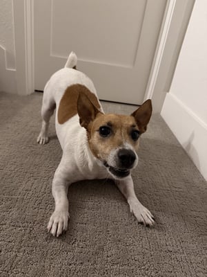 @denijackrussell