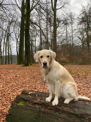@wiebe.thegolden.supportdog