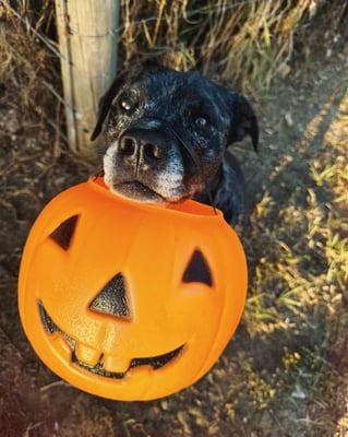 @adognamed0