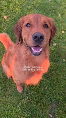 @bearcanyonretrievers