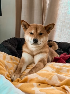 Aiko