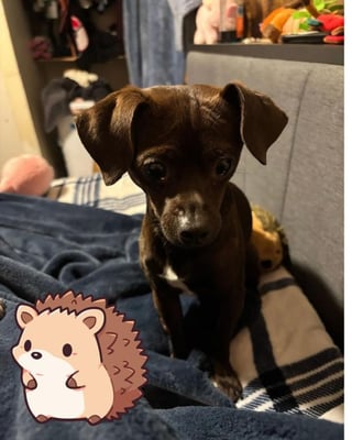 @luna_osito_mia_chuchis