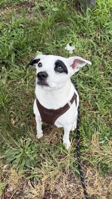 @lifeoflittle_milo