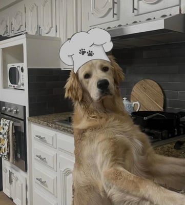@thegoldenadventuresofcooper
