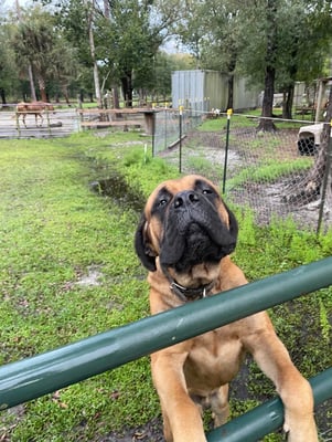 @tandcpetfarm