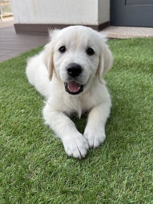 @bloomgoldenlife