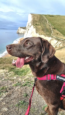 @pumpkin_thechocolatelab