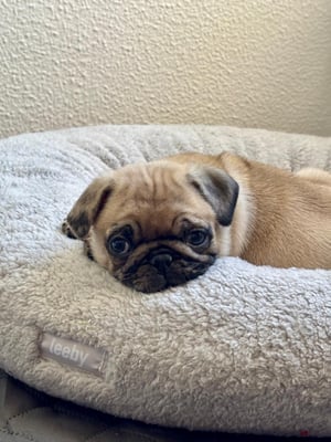 @puccathepug2026