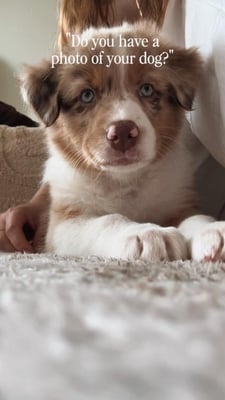 @lilo.theaussieshep