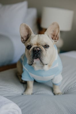 @biscuitthefrenchie_
