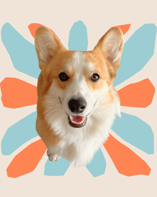 @budinocorgi