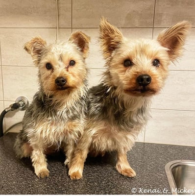 Kenai and Mickey