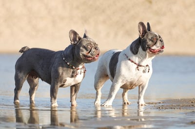 ivylillypoppyfrenchies