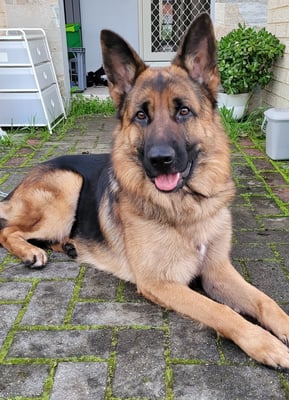 Rex