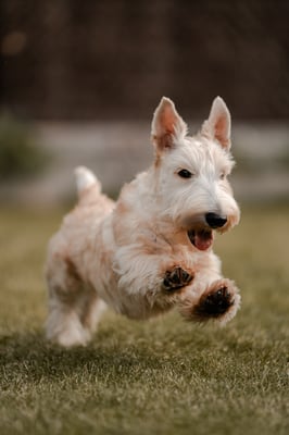 Toby