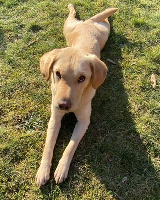 Nala