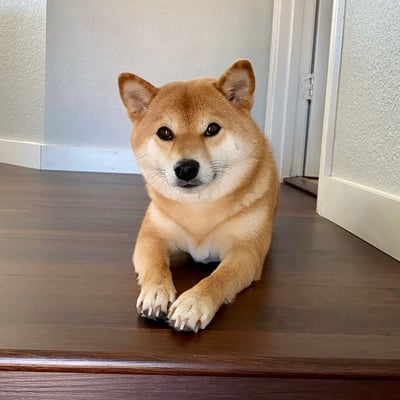 Hachi